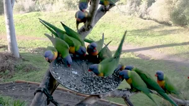 Lorikeets Eten Spelen Een Feeder Tijdens Zonnige Dag Australië — Stockvideo