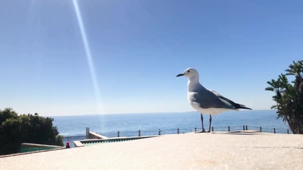 Måsen Slow Motion Flyger Iväg — Stockvideo