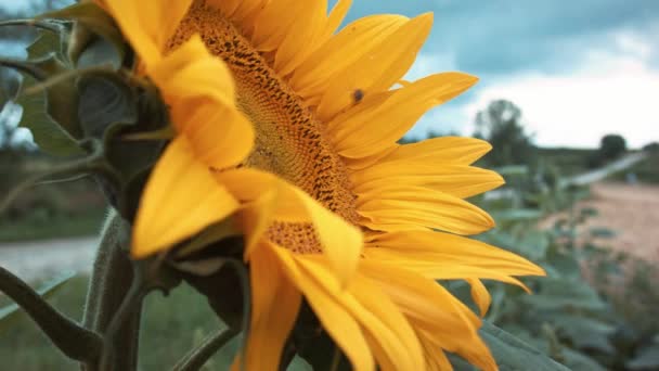 在阴云密布的日子 一朵有蜜蜂的向日葵 以更强的视角拍摄 — 图库视频影像