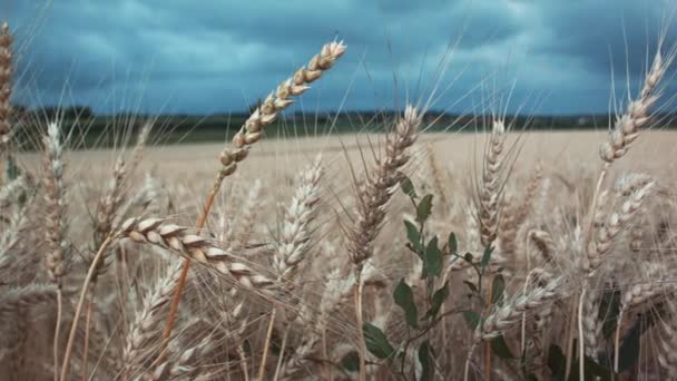 Ein Windiges Maisfeld Einem Sehr Bewölkten Tag — Stockvideo
