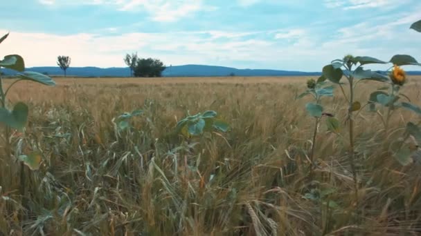 Toma Unos Girasoles Solitarios Parados Maizal Doblados Viento — Vídeo de stock