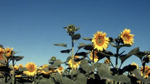 Piękne Pole Słoneczników Tle Błękitnego Nieba Pszczoły Owady — Wideo stockowe