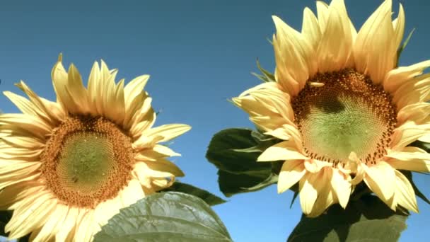 Dvě Krásné Slunečnice Proti Modré Obloze Třesoucí Větru — Stock video