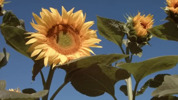 Vackra Solrosor Mot Blå Himmel — Stockvideo