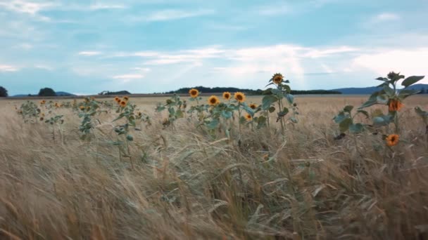 Algunos Girasoles Pie Maizal Doblando Viento — Vídeo de stock