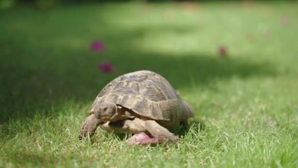 Caminando Tortuga Hierba Medio Para Cerrar — Vídeo de stock