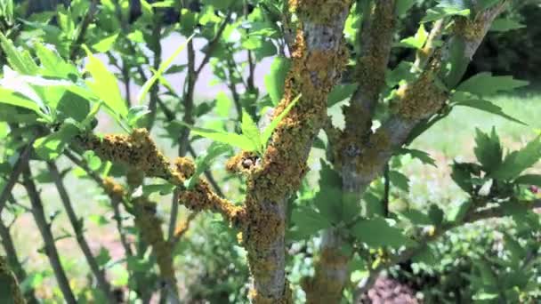 Este Video Plat Amarillo Árbol Xantoria Hirta — Vídeo de stock