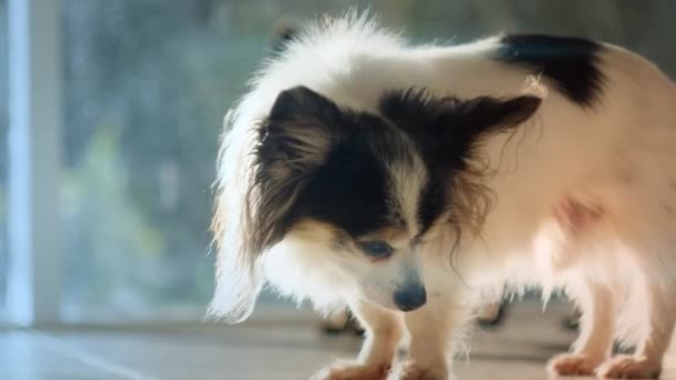 Witte Zwarte Chihuahua — Stockvideo