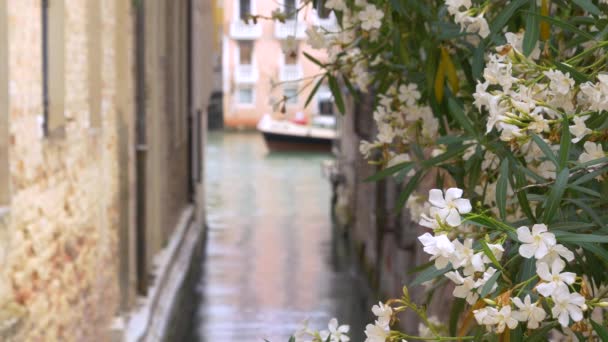 イタリアのヴェネツィアにある運河の静的なショットでは 前景に花が咲き 水上タクシーと水上タクシーが焦点を超えています — ストック動画