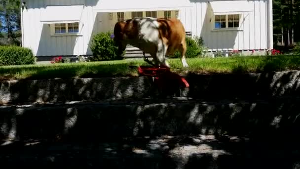 Perro Encima Una Escalera Piedra — Vídeos de Stock