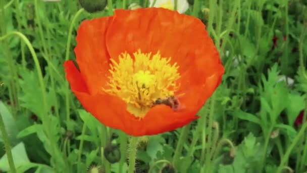 Una Abeja Recolectando Polen Una Flor — Vídeos de Stock