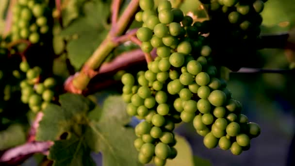 葡萄酒酿制葡萄的花纹 — 图库视频影像