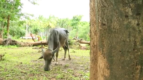 Een Magere Buffel Grazend Een Dorp Bij Het Bos — Stockvideo