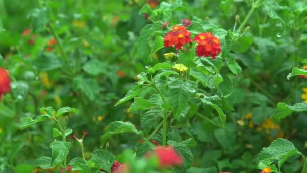 Lantana Växt Blomma Buske Regnig Dag Chandler Arizona — Stockvideo