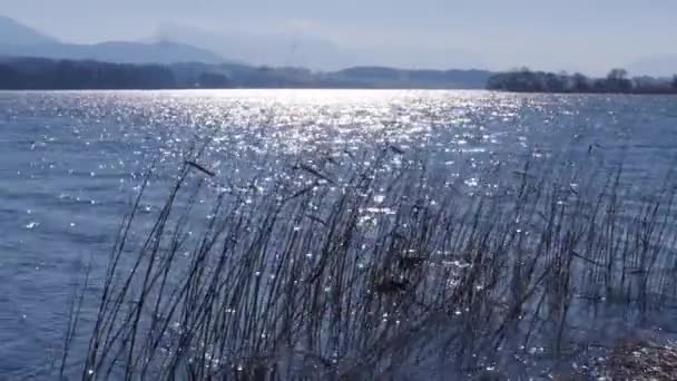 Wallersee Lake Salzburg Österrike Panoramautsikt — Stockvideo