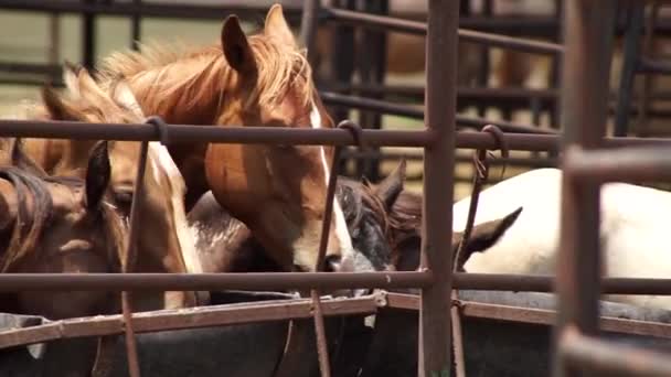 Ομαλή Πλάνα Άλογα Πίνουν Και Παίζουν Μεταξύ Τους — Αρχείο Βίντεο