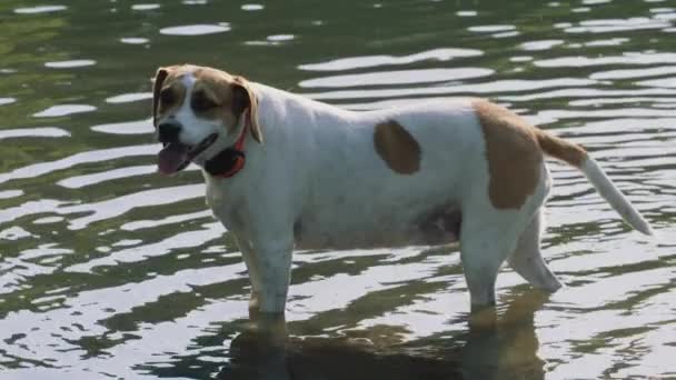 Hund Spielt Einem Teich Park — Stockvideo