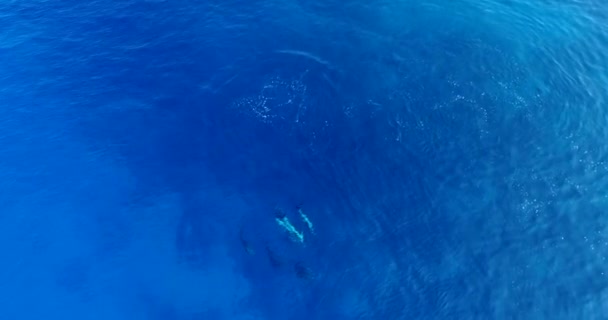 Filmagem Aérea Câmera Lenta Golfinhos Giradores Nadando Grupo Apertado Kailua — Vídeo de Stock