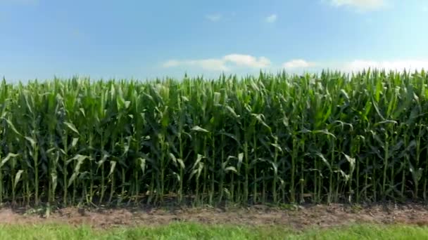 Nagranie Dronów Zapasów Kukurydzy Błękitnym Niebem Chmurami Farmie — Wideo stockowe