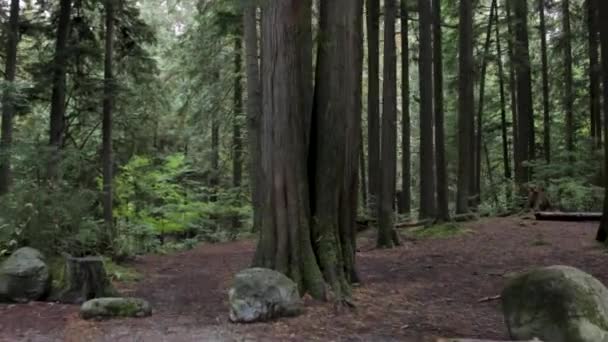 Ormandaki Yaşlı Yosunlu Ağaca Doğru Yürüyorum — Stok video