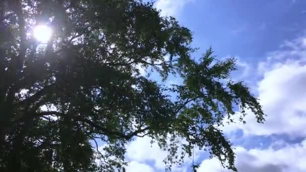 Tree Top Azul Sky Clouds Timelapse — Vídeos de Stock
