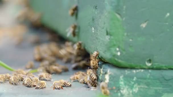 Nahaufnahme Eines Bienenschwarms Einem Bienenstock — Stockvideo