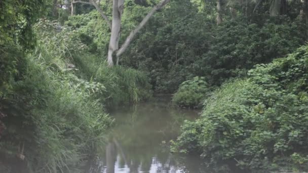 Corriente Tranquila Bosque Tropical Hawái — Vídeo de stock