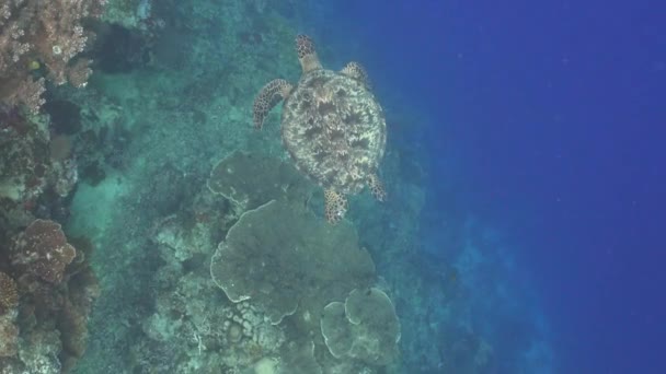 Chasser Une Tortue Mer Verte Déplaçant Lentement Dessus Rebord Récif — Video