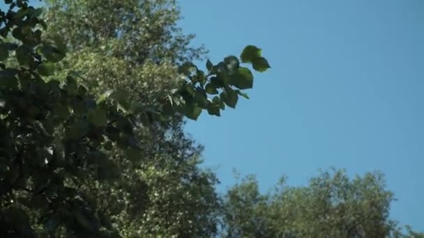 Wind Bläst Blätter Auf Einen Baum — Stockvideo