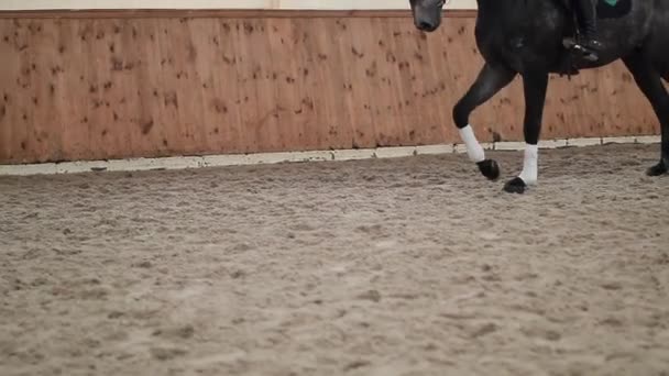 Όμορφη Αργή Κίνηση Shot Του Αλόγου Trotting Κάτω Από Αναβάτη — Αρχείο Βίντεο