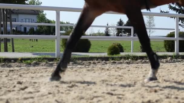 Cavallo Che Cammina Slow Motion — Video Stock