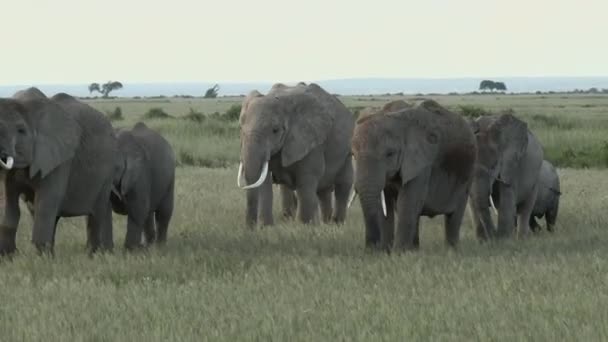 Africký Slon Loxodonta Africana Rodina Malým Dítětem Chůze Řadě Amboseli — Stock video