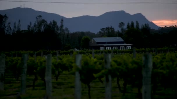 オーストラリア ニューサウスウェールズ州ハンターヴァレーのブドウ畑の夕日 — ストック動画