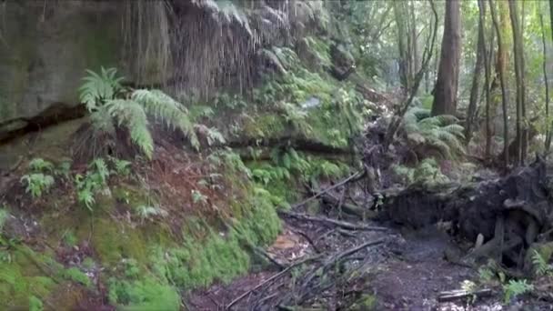 Cascades Dans Les Blue Mountains Nsw Australie — Video