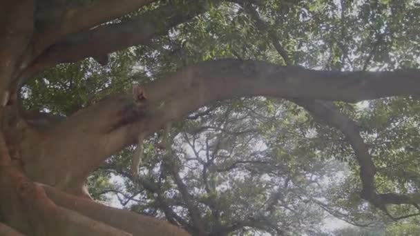 Der Größte Baum Auf Buenos Aires — Stockvideo
