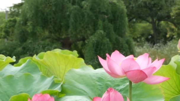 Lotus in the marsh in morning. panning footage of pink lotus.