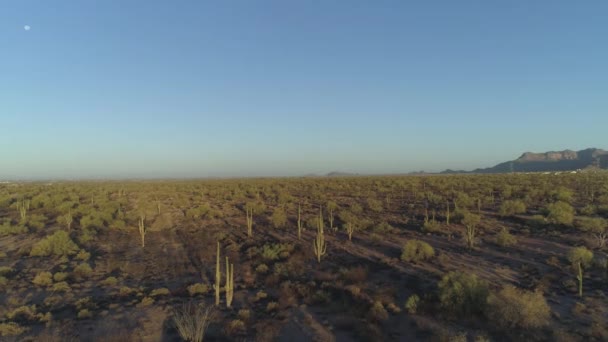 Antenn Desert Horizon Med Kaktusar Och Måne — Stockvideo