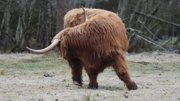 Highland Cattle Sur Une Prairie Côté Une Route Dans Les — Video