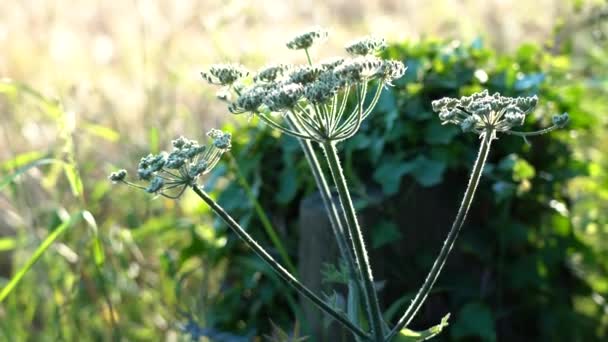 Taking Close Look Wildlife Borders Farmers Leave Margins Fields — Stock Video