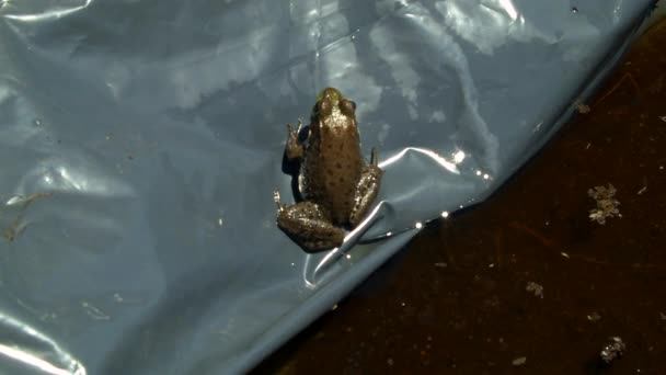 Bir Kurbağa Tente Üzerinde Bir Bahçede Oturur — Stok video