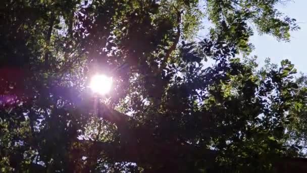 나무를 가로지르는 햇빛의 — 비디오