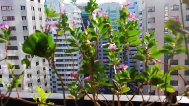 Város Abu Dhabi Reggel Korán Kellemes Erkély Gyönyörű Virágok — Stock videók