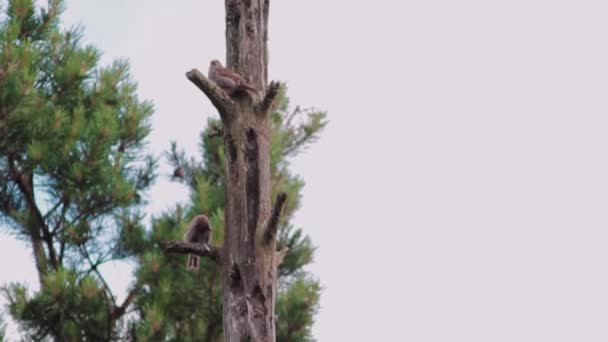 Dois Pássaros Tendo Uma Briga Dominação Sua Árvore Favorita — Vídeo de Stock