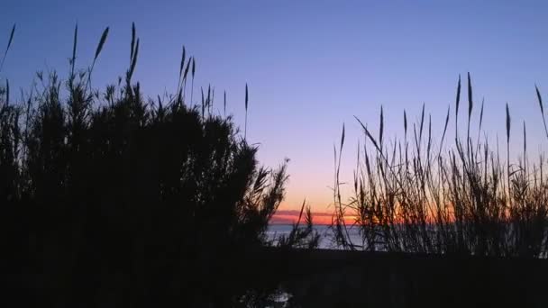 南ヨーロッパの地中海の葦のベッドの間に太陽が昇るもう一つの明確で美しい青空の日の始まり — ストック動画