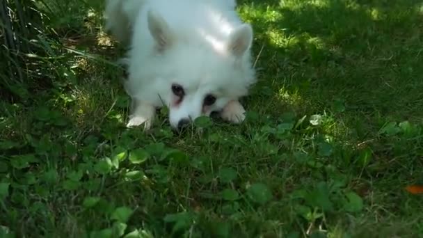 Şirin Beyaz Tüylü Köpek Çimenlerde Sevimli Oluyor — Stok video
