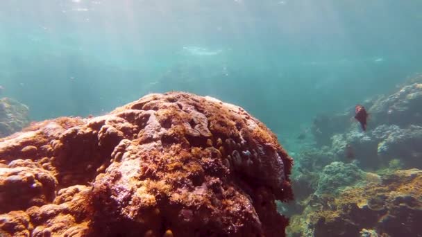 Taiwan Kenting Wanlitong Coral Reef Onderwater Duiken Snorkelen — Stockvideo