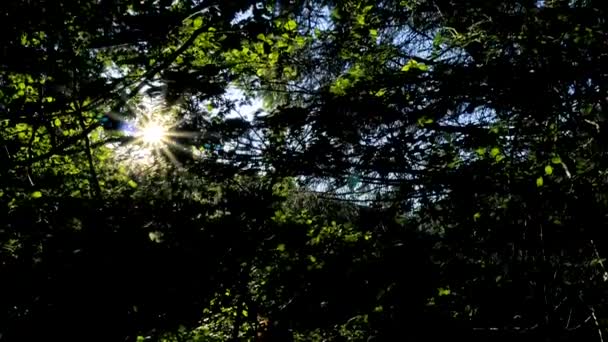 Les Rayons Soleil Traversent Toit Forêt — Video