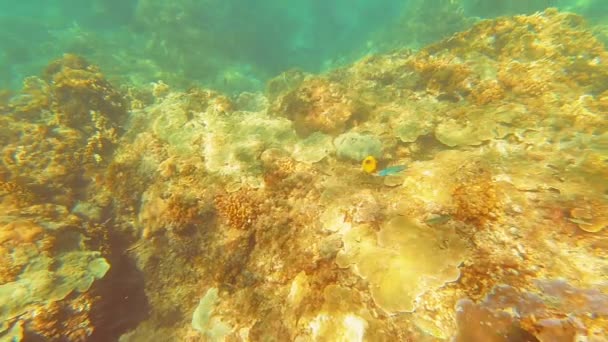 Ταϊβάν Kenting Wanlitong Coral Reef Υποβρύχιες Καταδύσεις Και Αναπνευστικά — Αρχείο Βίντεο