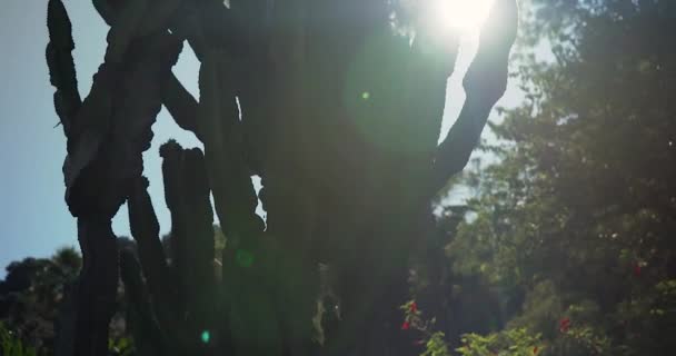 Κάκτος Treelike Ενάντια Στο Σκληρό Ηλιακό Φως — Αρχείο Βίντεο