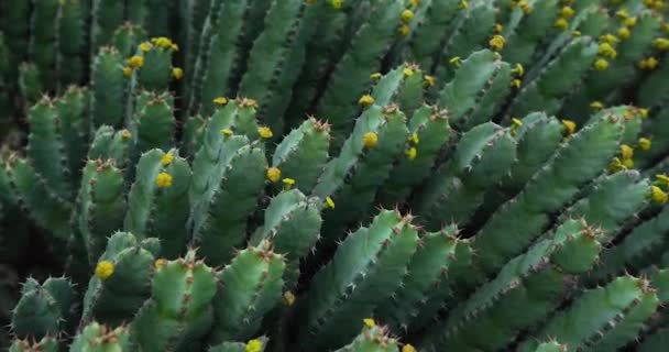 Platte Cactussen Met Bloemen Camera Draaiend Sluiten — Stockvideo